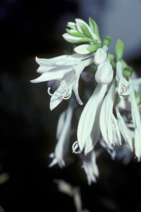 Asparagaceae Hosta 