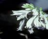 image of Hosta 