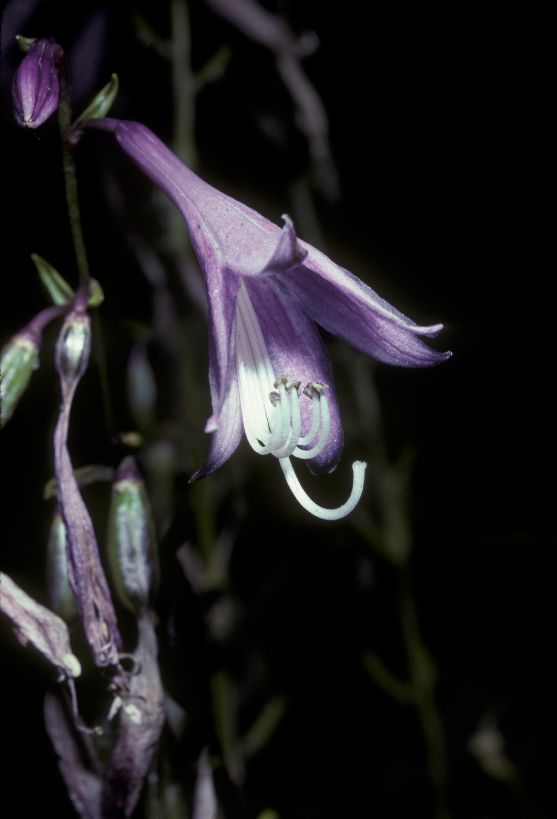 Asparagaceae Hosta 