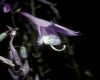 image of Hosta 