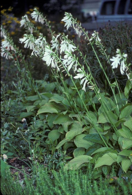 Asparagaceae Hosta 