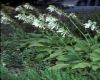 image of Hosta 