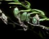 image of Hosta 
