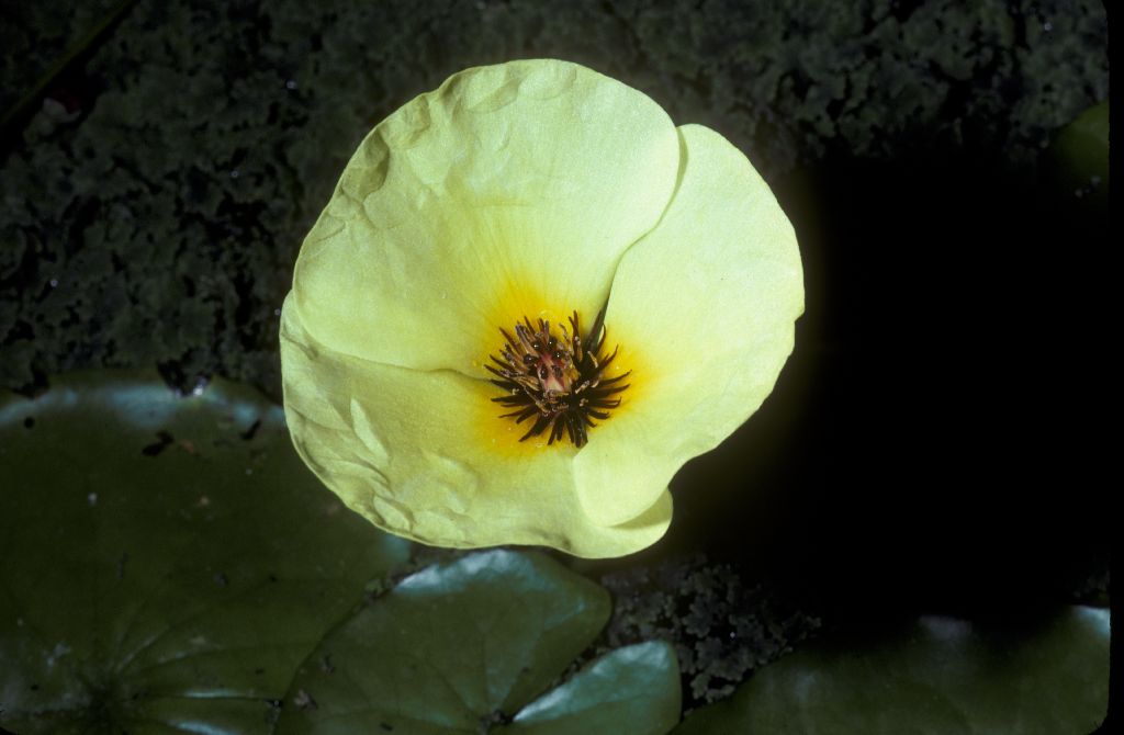 Alismataceae Hydrocleys nymphoides
