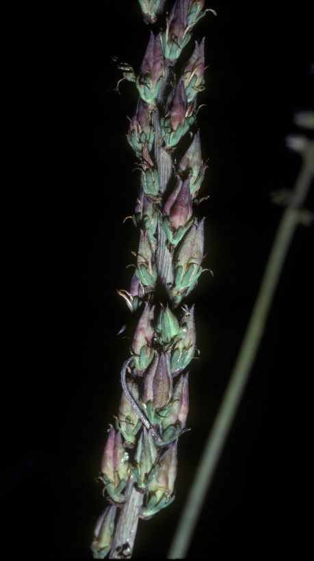 Melanthiaceae Schoenocaulon 