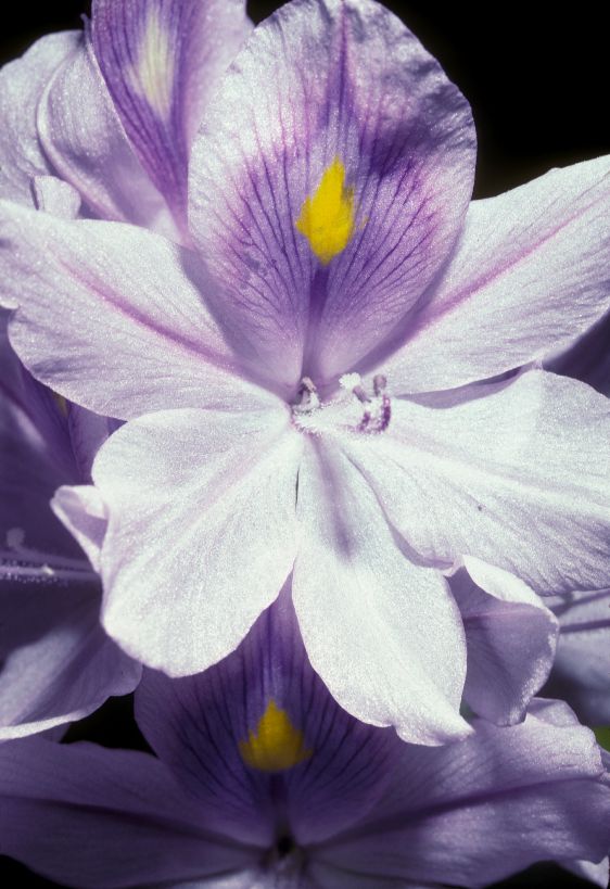 Pontederiaceae Eichhornia crassipes