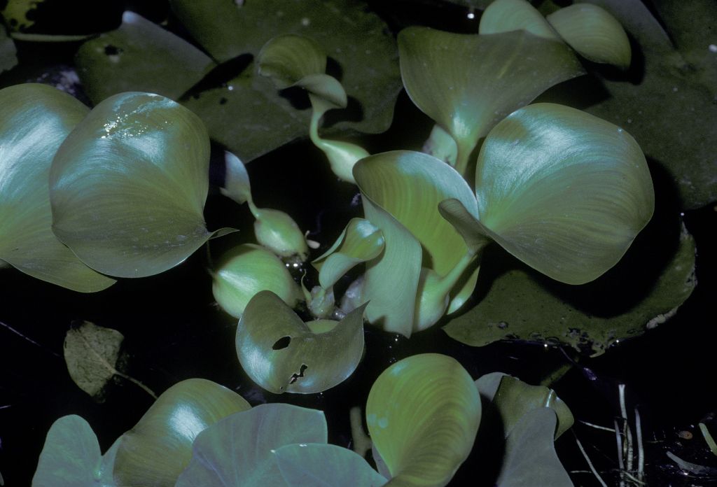 Pontederiaceae Eichhornia crassipes