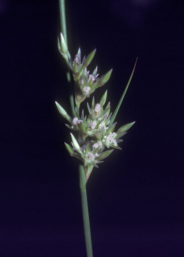 Juncaceae Juncus 