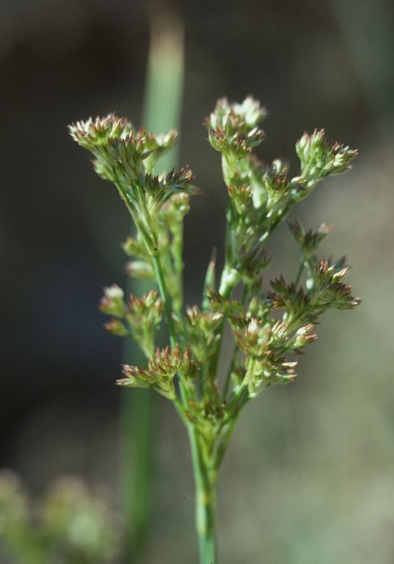 Juncaceae Juncus 