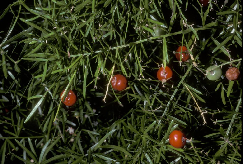 Asparagaceae Asparagus sprengeri