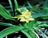 image of Hypoxis 