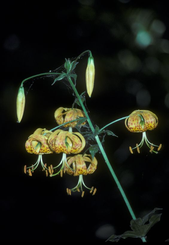 Liliaceae Lilium humboldtii