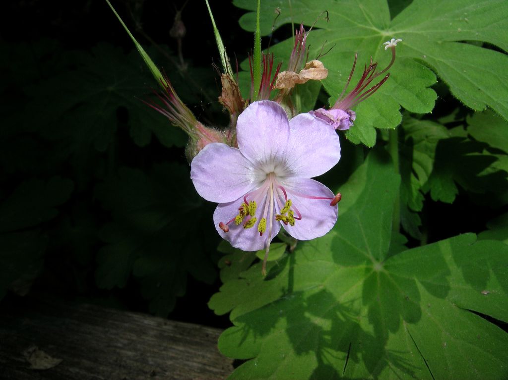 Geraniaceae Geranium 