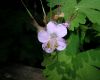 image of Geranium 