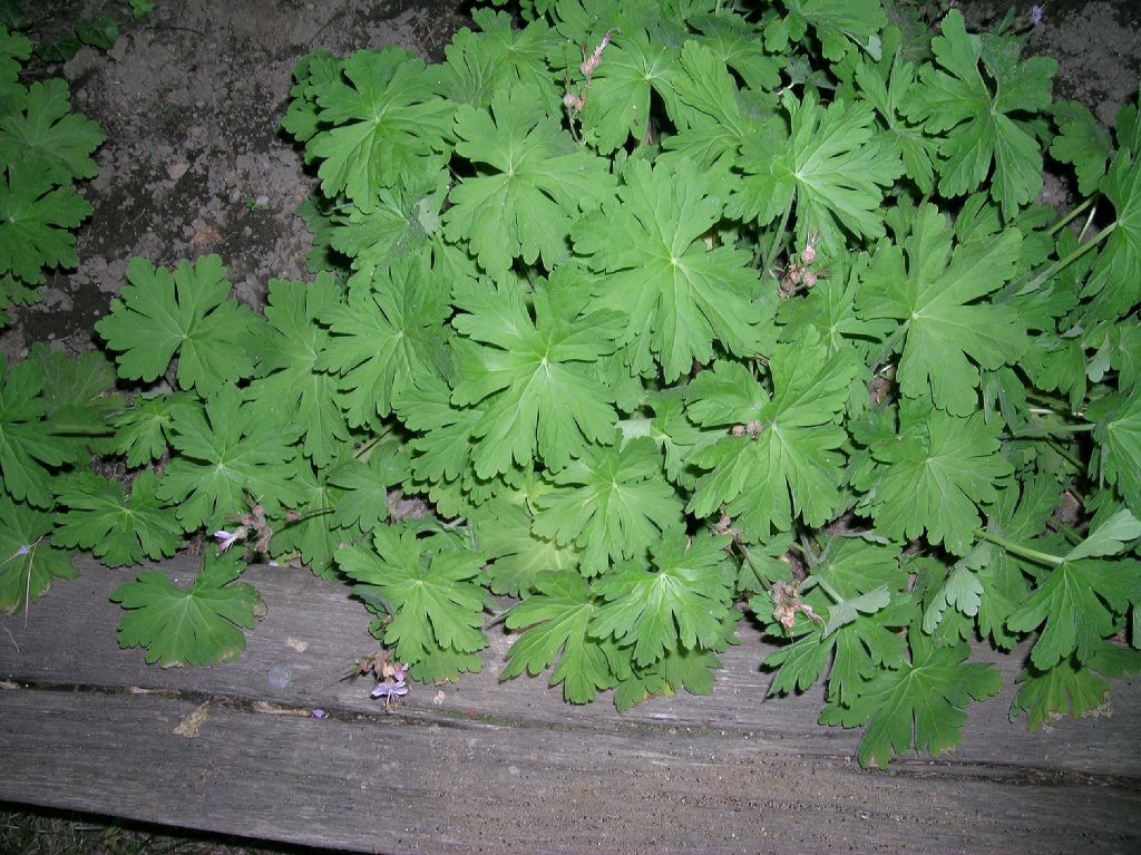 Geraniaceae Geranium 