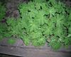 image of Geranium 