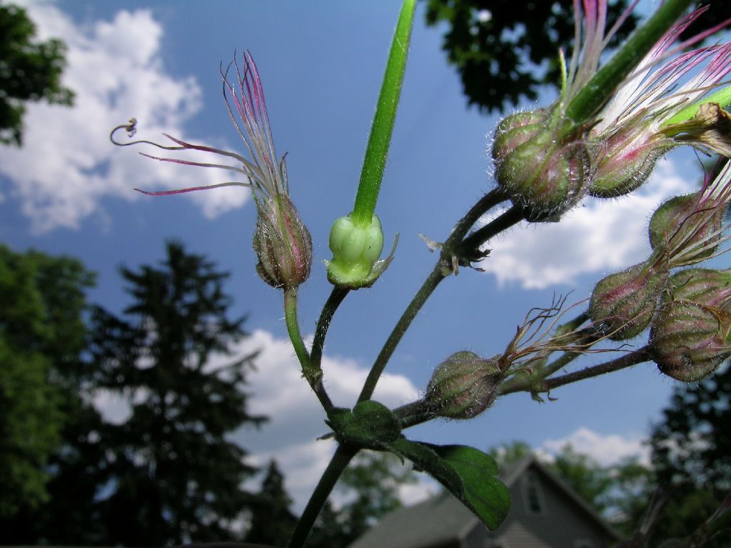 Geraniaceae Geranium 