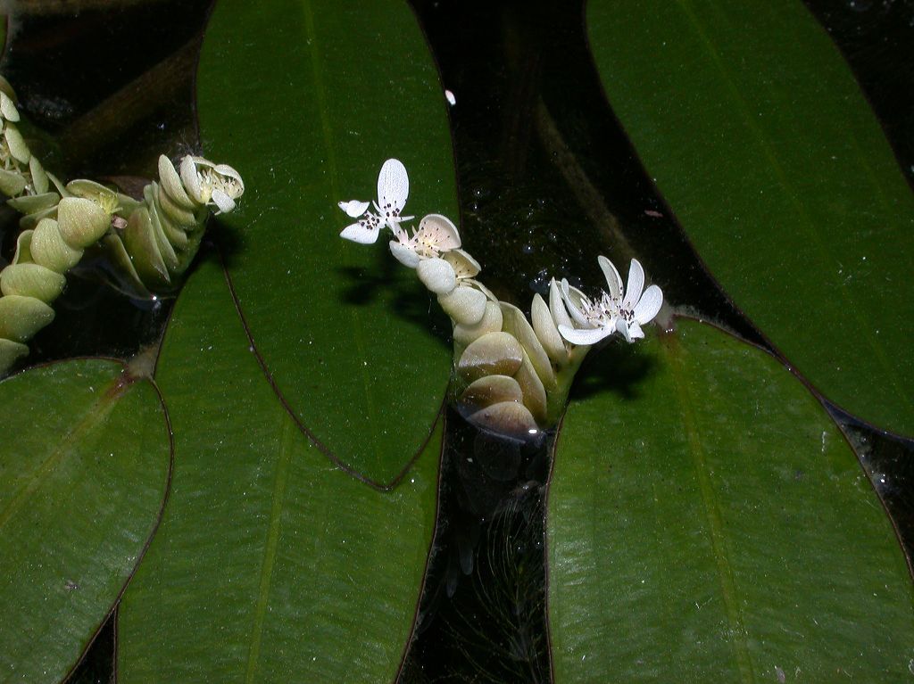 Aponogetonaceae Aponogeton distachyus