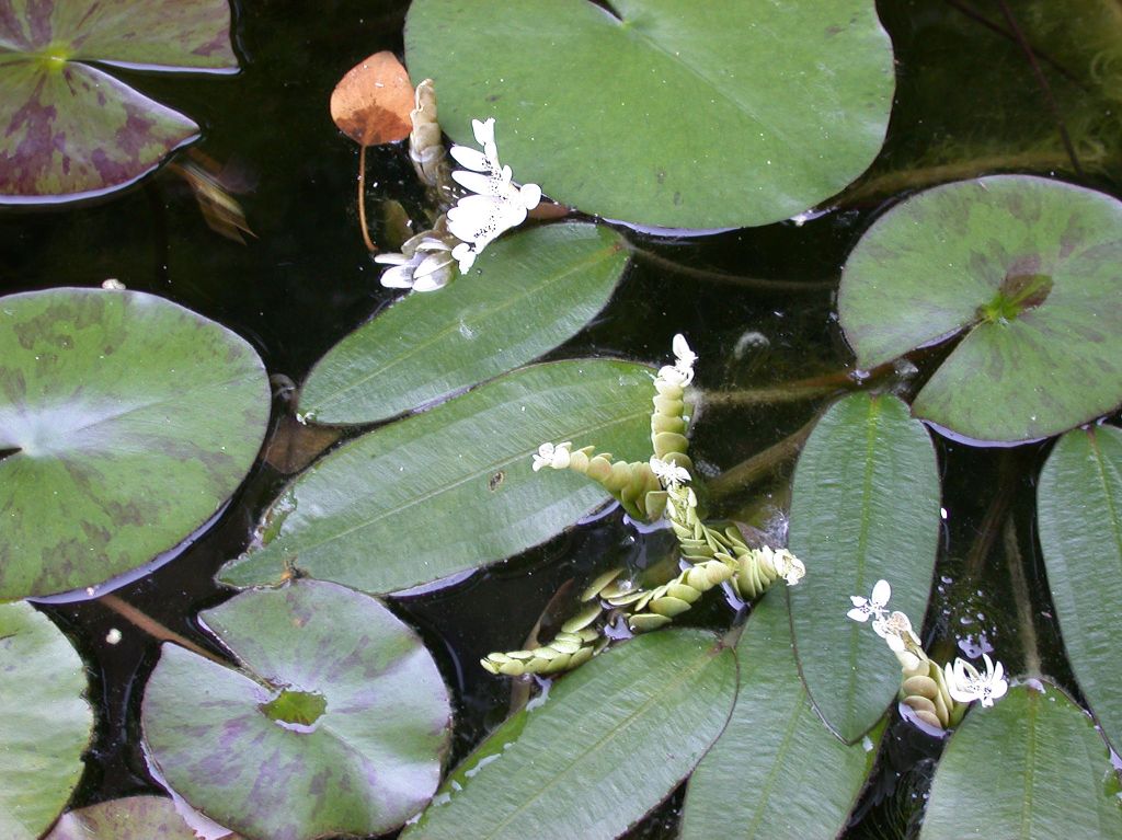Aponogetonaceae Aponogeton distachyus