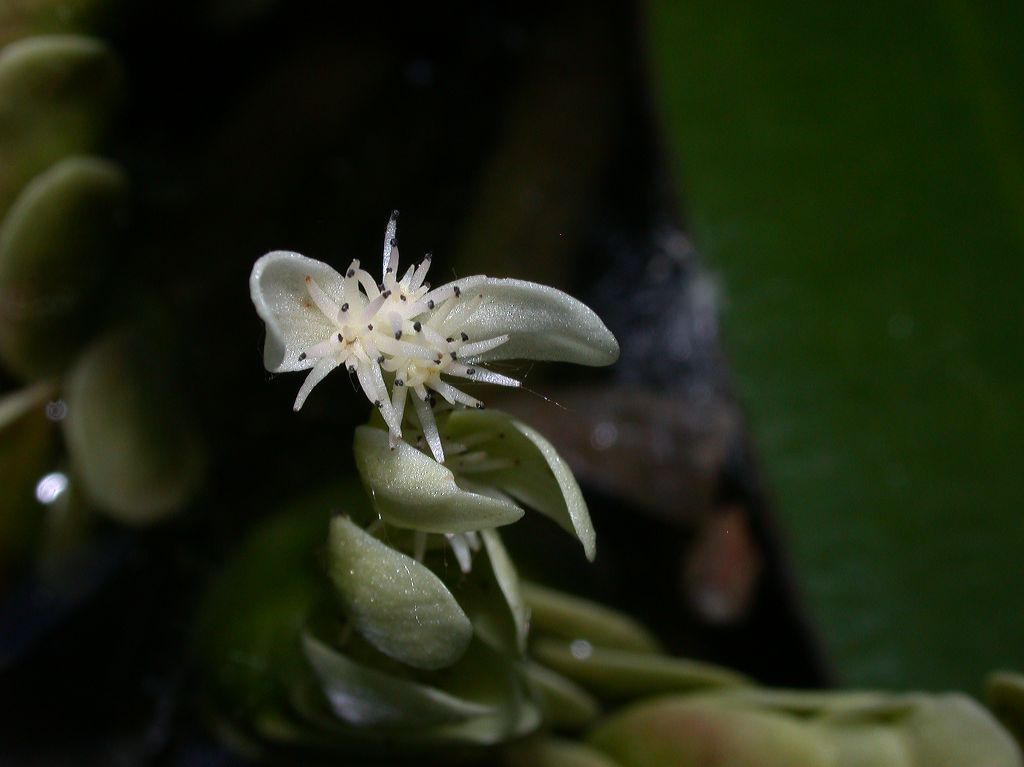 Aponogetonaceae Aponogeton distachyus