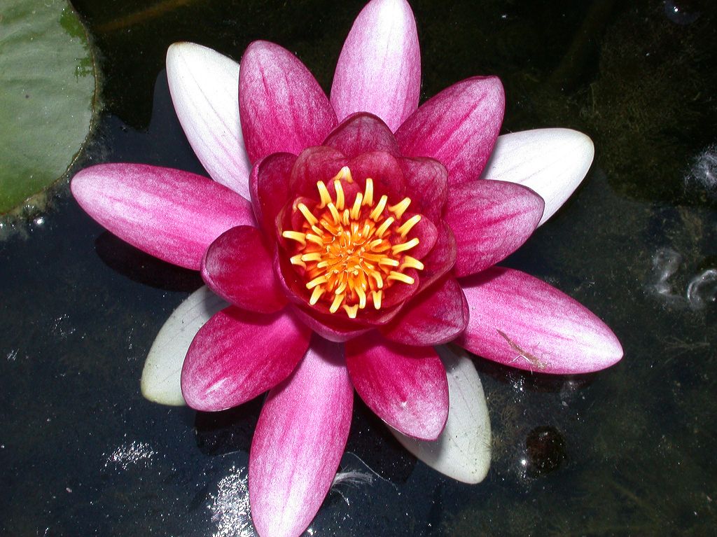 Nymphaeaceae Nymphaea 