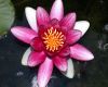 image of Nymphaea 