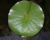 image of Nymphaea 