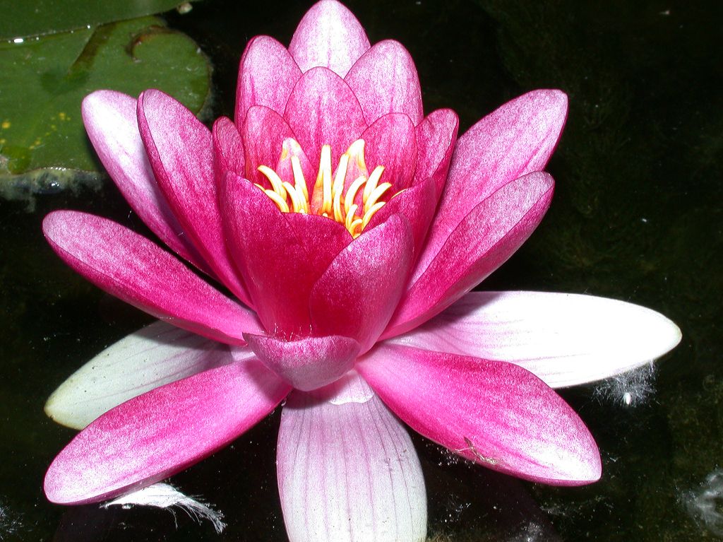 Nymphaeaceae Nymphaea 