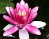 image of Nymphaea 