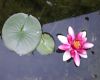 image of Nymphaea 