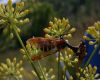 image of Foeniculum vulgare