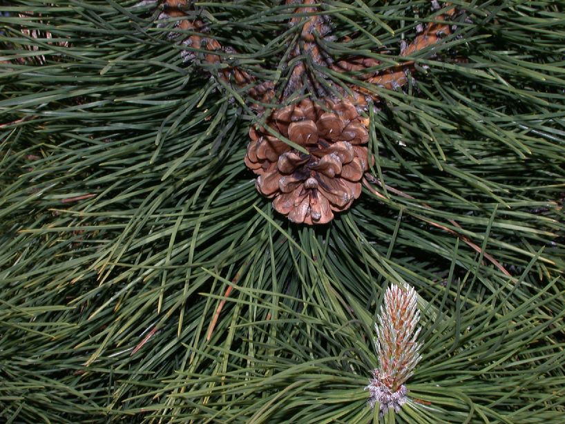 Pinaceae Pinus thunbergiana