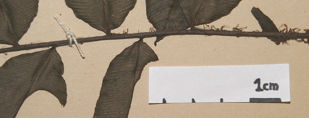 Lomariopsidaceae Lomariopsis japurensis