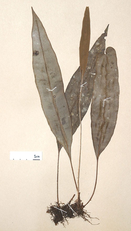 Dryopteridaceae Elaphoglossum discolor
