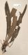 image of Elaphoglossum plumosum