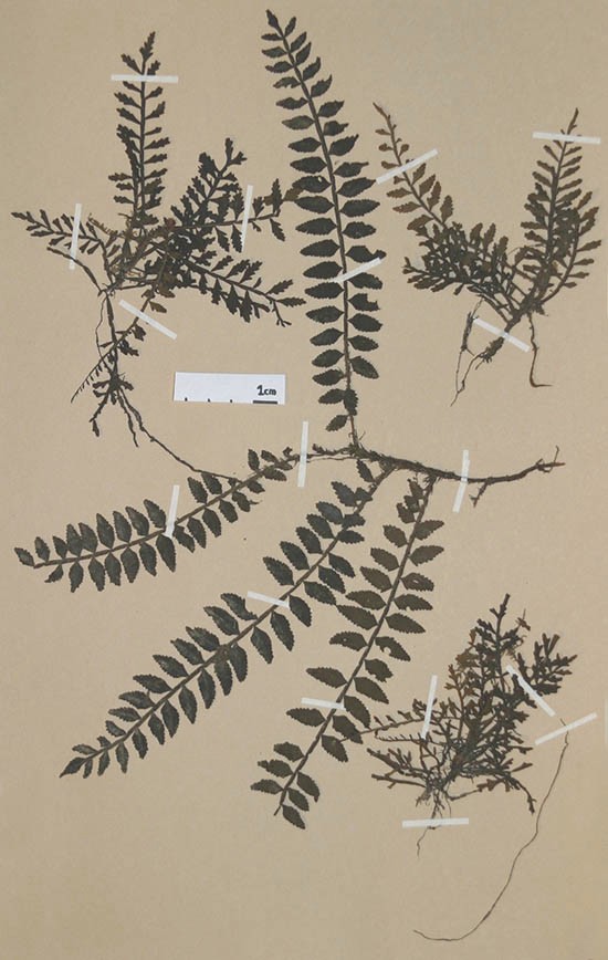 Lomariopsidaceae Lomariopsis fendleri