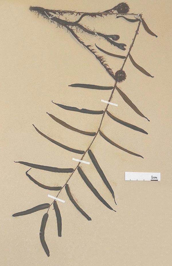 Lomariopsidaceae Lomariopsis japurensis