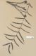 image of Lomariopsis japurensis