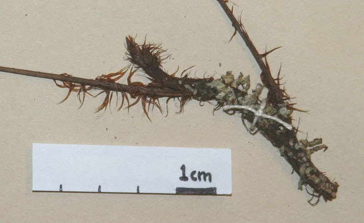 Lomariopsidaceae Lomariopsis japurensis