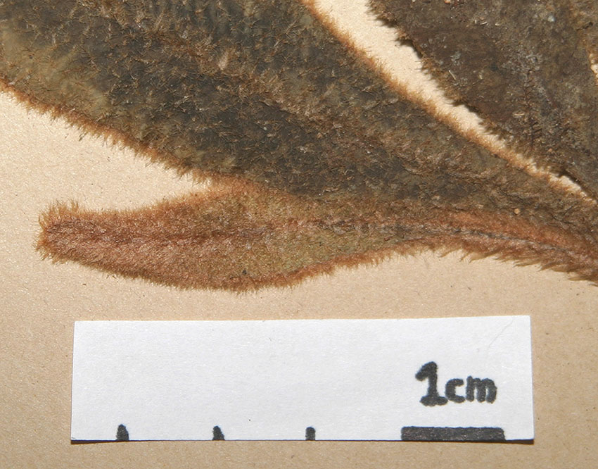 Dryopteridaceae Elaphoglossum plumosum