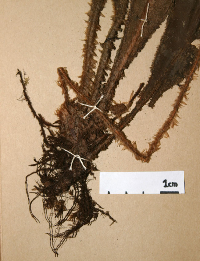Dryopteridaceae Elaphoglossum plumosum