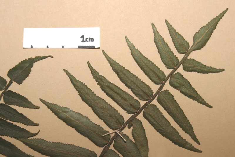 Lomariopsidaceae Lomariopsis fendleri