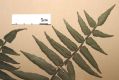 image of Lomariopsis fendleri