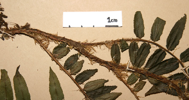 Lomariopsidaceae Lomariopsis fendleri