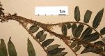 image of Lomariopsis fendleri