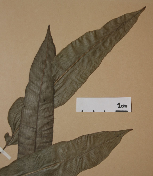 Lomariopsidaceae Lomariopsis japurensis