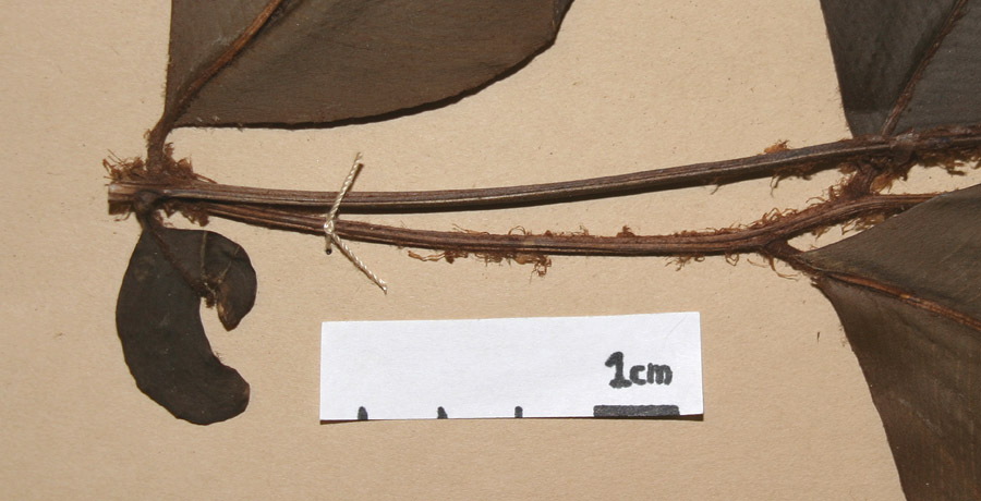 Lomariopsidaceae Lomariopsis latipinna