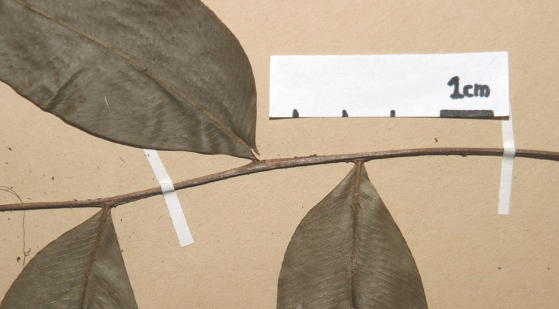 Lomariopsidaceae Lomariopsis nigropaleata