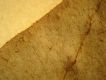 image of Elaphoglossum discolor
