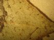 image of Elaphoglossum discolor